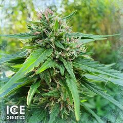 Pandemia Haze Auto, Фасовка: 10